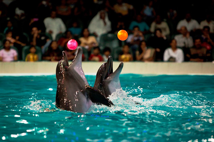 پارک دلفین های دبی - دلفیناریوم دبی